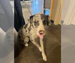 Small Catahoula Leopard Dog Mix