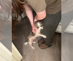 Small #3 Shih Tzu Mix