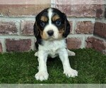 Small #4 Cavalier King Charles Spaniel