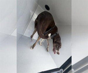 Labrador Retriever-Unknown Mix Dogs for adoption in Houston, TX, USA