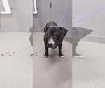 Small American Pit Bull Terrier Mix