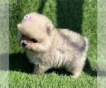 Small #22 Yorkshire Terrier
