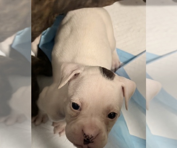 Medium Photo #4 Boxer Puppy For Sale in DISPUTANTA, VA, USA