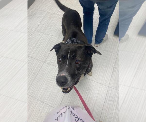 Medium Photo #8 Plott Hound-Unknown Mix Puppy For Sale in Holly Springs, NC, USA