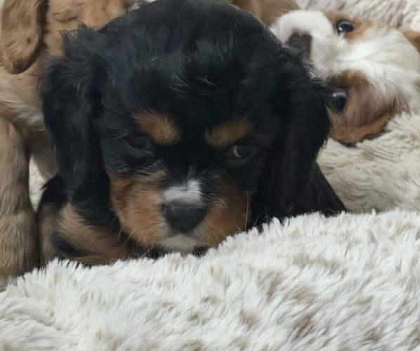 Medium Photo #16 Cavalier King Charles Spaniel Puppy For Sale in PARKER, CO, USA