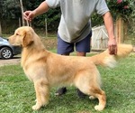 Small Golden Retriever