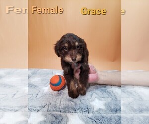 Aussiedoodle Miniature  Puppy for Sale in HENDERSON, Nevada USA