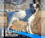 Small #3 Bluetick Coonhound Mix