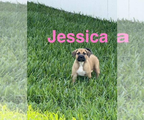 Medium Photo #5 American Pit Bull Terrier-German Shepherd Dog Mix Puppy For Sale in SUGAR LAND, TX, USA