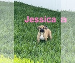 Small #4 American Pit Bull Terrier-German Shepherd Dog Mix