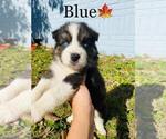Small Photo #6 Australian Shepherd Puppy For Sale in COOKEVILLE, TN, USA