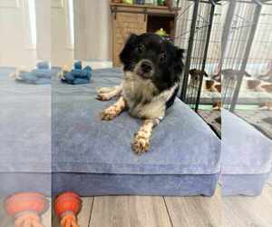 Chihuahua-Unknown Mix Dogs for adoption in Holly Springs, NC, USA
