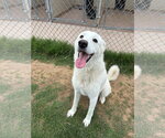 Small #2 Great Pyrenees Mix