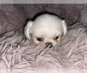 Pekingese Puppy for sale in HOT SPRINGS, AR, USA