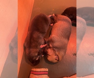 German Shepherd Dog-Wolf Hybrid Mix Puppy for sale in SAINT CROIX FALLS, WI, USA