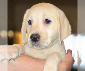Labrador Retriever Puppy for sale in TOLEDO, WA, USA