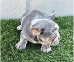 Small Photo #7 French Bulldog Puppy For Sale in ALBUQUERQUE, NM, USA