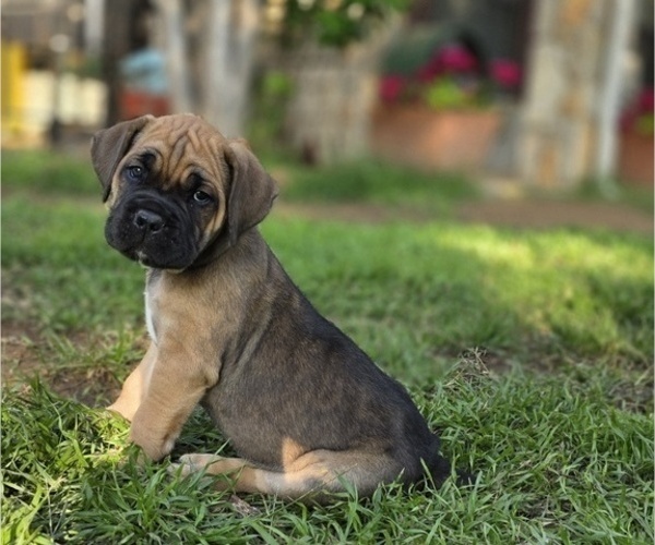 Medium Photo #1 Cane Corso Puppy For Sale in BANGS, TX, USA