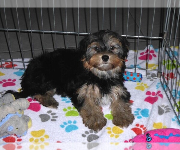 Medium Photo #12 Havashire Puppy For Sale in ORO VALLEY, AZ, USA