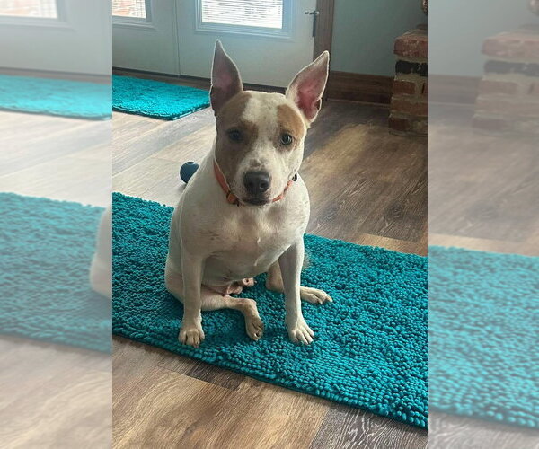 Medium Photo #5 Mutt Puppy For Sale in Wenonah, NJ, USA
