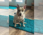 Small #4 Mutt