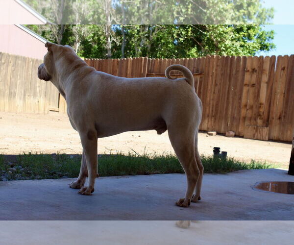 Medium Photo #2 Chinese Shar-Pei Puppy For Sale in El Centro, CA, USA
