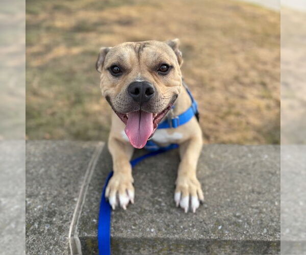 Medium Photo #3 American Pit Bull Terrier Puppy For Sale in Boston, MA, USA