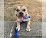 Small #2 American Pit Bull Terrier