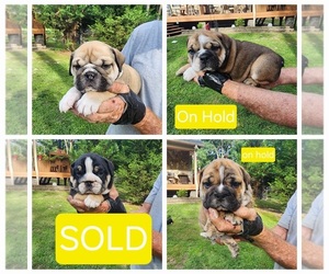 Bulldog Puppy for sale in GOLDSBORO, NC, USA