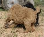 Small #50 Poodle (Standard)