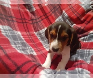 Beagle Puppy for sale in LEETONIA, OH, USA