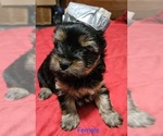 Small #3 Yorkshire Terrier
