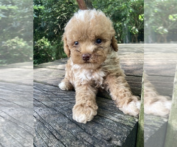 Medium Photo #6 Poodle (Miniature) Puppy For Sale in WEST ALEXANDRIA, OH, USA
