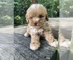 Small #5 Poodle (Miniature)
