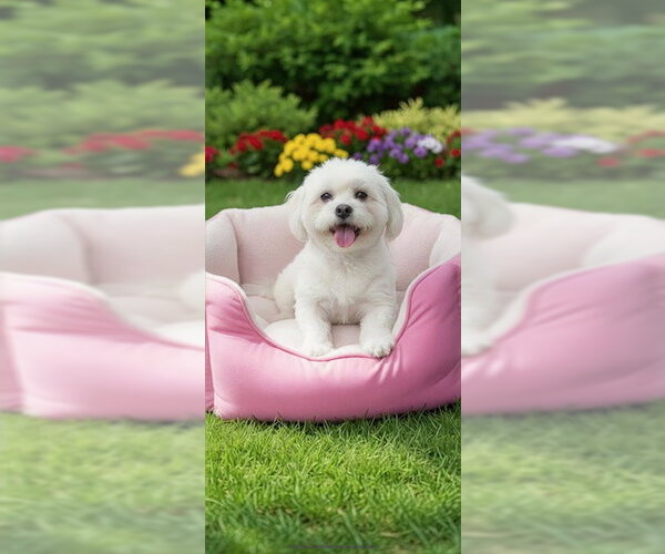 Medium Photo #11 Zuchon Puppy For Sale in Weston, FL, USA