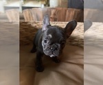 Small #5 French Bulldog
