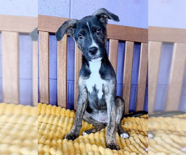 Medium Photo #2 Mutt Puppy For Sale in Genesee, WI, USA