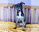Small #1 Mutt