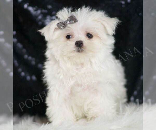 Medium Photo #5 Maltese Puppy For Sale in WARSAW, IN, USA