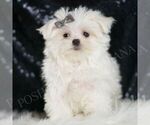 Small #4 Maltese