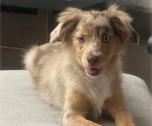 Miniature Australian Shepherd Puppy for Sale in FORT MYERS, Florida USA