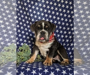 English Bulldog Puppy for sale in COCHRANVILLE, PA, USA