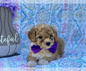 Goldendoodle (Miniature) Puppy for sale in LANCASTER, PA, USA