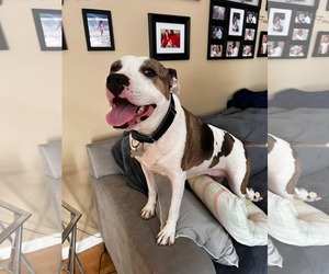 Holly - Female American Staffordshire Terrier-Unknown Mix Dog for Adoption - Photo #3