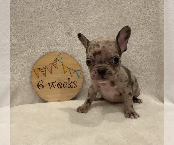 Medium Photo #1 Faux Frenchbo Bulldog Puppy For Sale in RIDGEVILLE, SC, USA