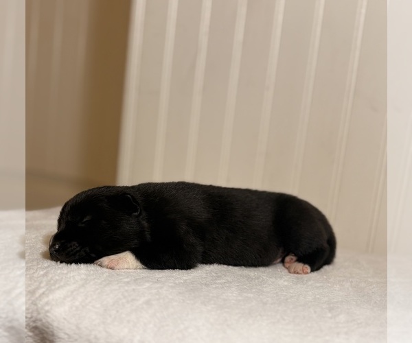 Medium Photo #4 Siberian Husky Puppy For Sale in HEMET, CA, USA