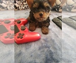 Small Photo #13 Yorkshire Terrier Puppy For Sale in ODESSA, TX, USA
