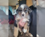 Small Photo #1 Border-Aussie Puppy For Sale in HARTSEL, CO, USA