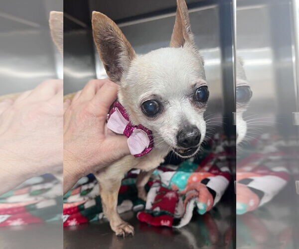 Medium Photo #2 Chihuahua Puppy For Sale in Boonton, NJ, USA