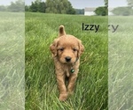 Image preview for Ad Listing. Nickname: Litter of 9